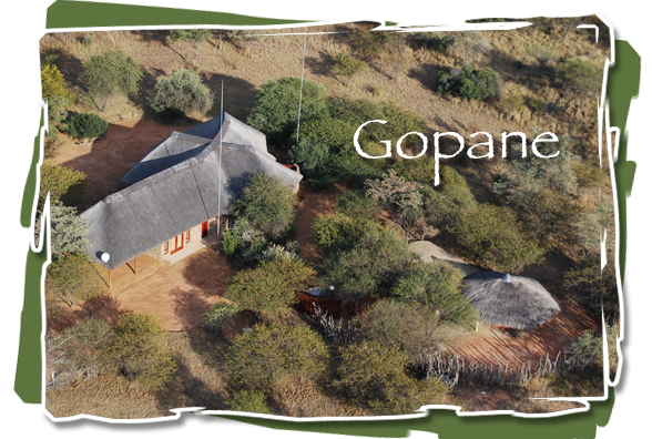 Gopane